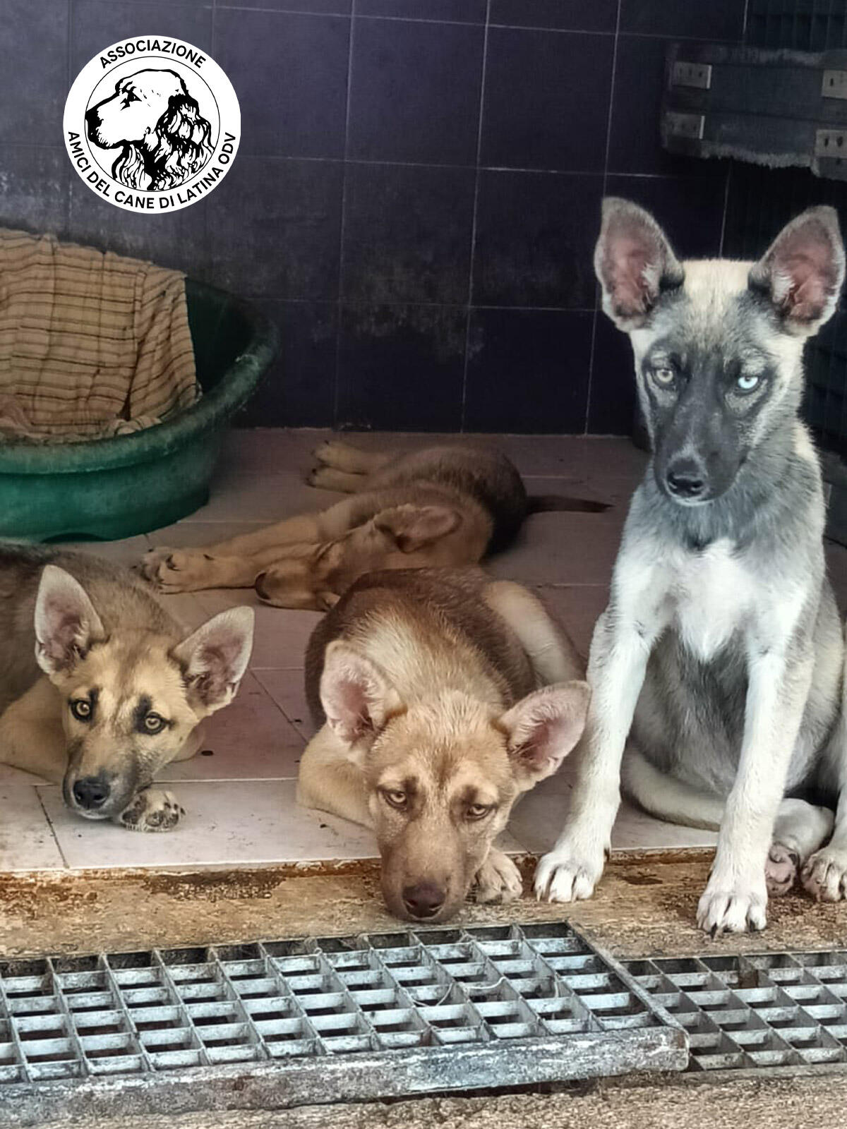 Gestione del canile comunale di Latina in mano ai privati. L’associazione Amici del Cane chiede al Comune di annullare la gara. - 