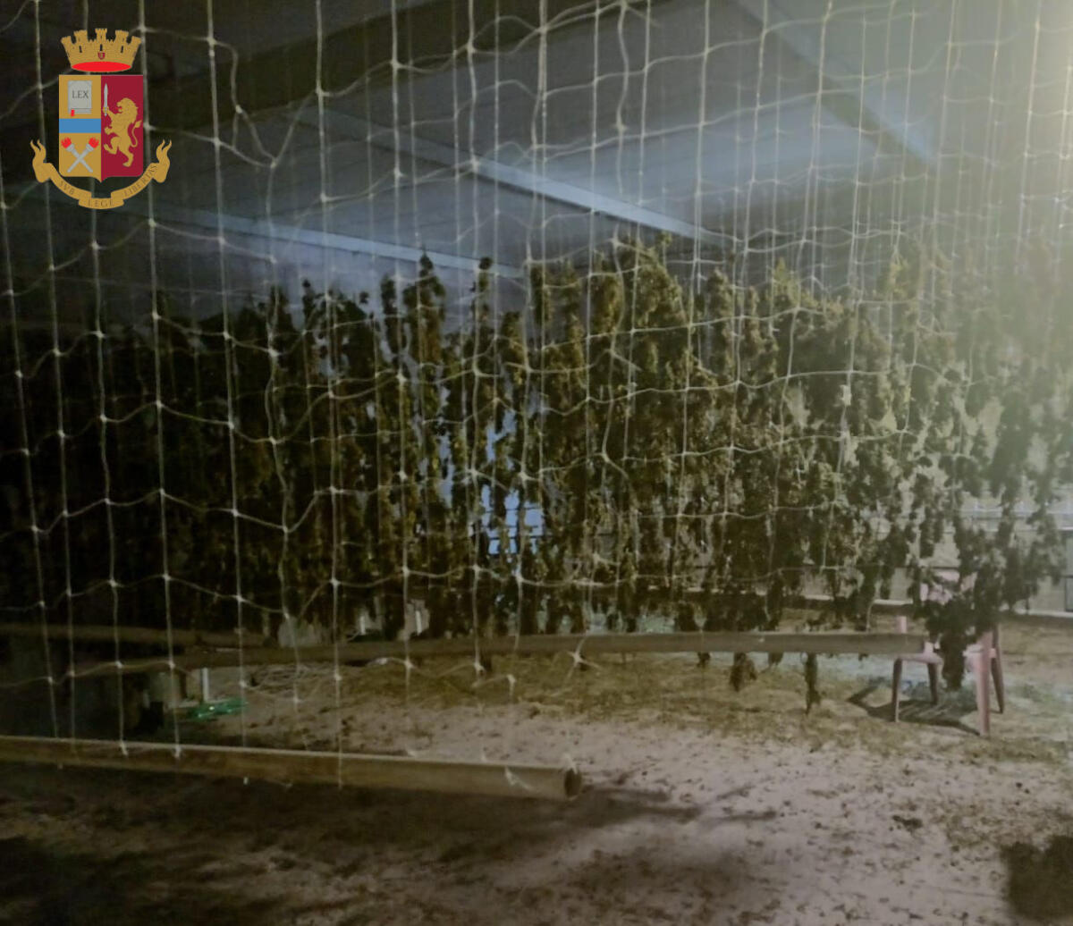 Scoperto ad Anzio un capannone per l’essiccazione e la lavorazione della marijuana. Otto arresti e 97 chili di droga sotto sequestro. - 