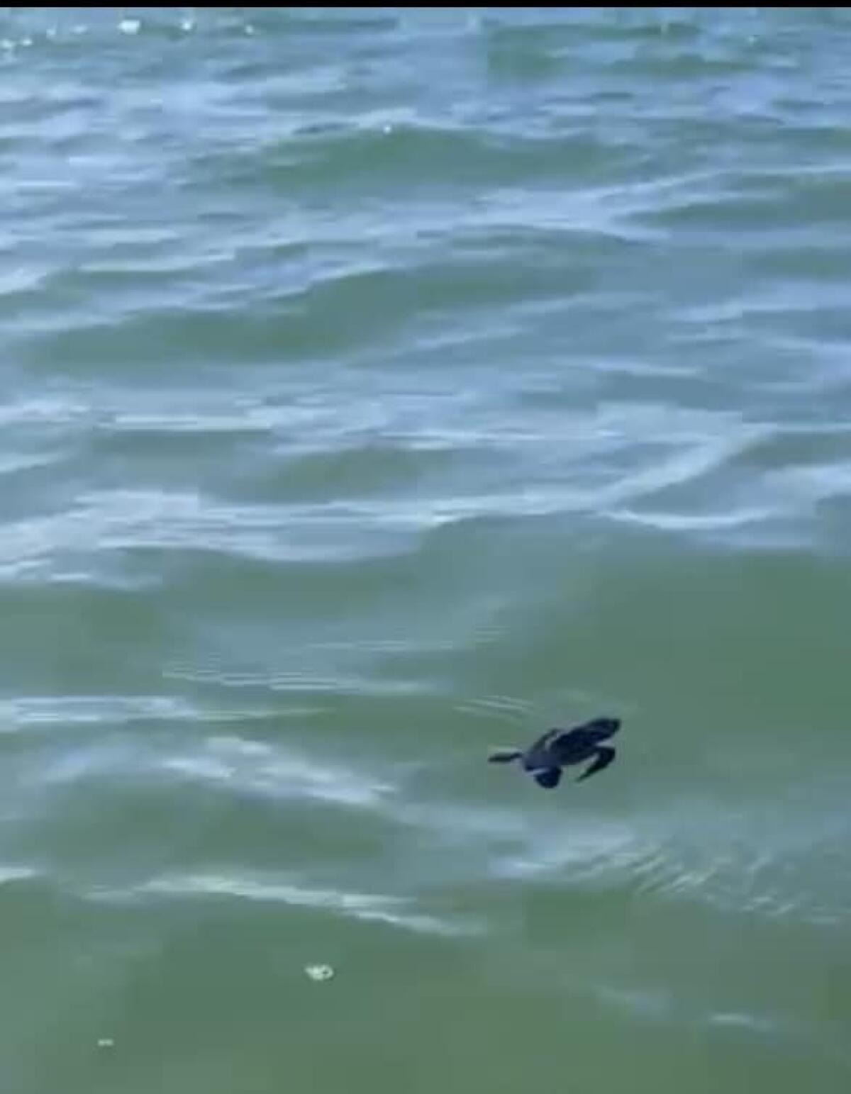 Tartarughina va verso il mare sul litorale di Sabaudia, è il 18esimo nido della stagione - 