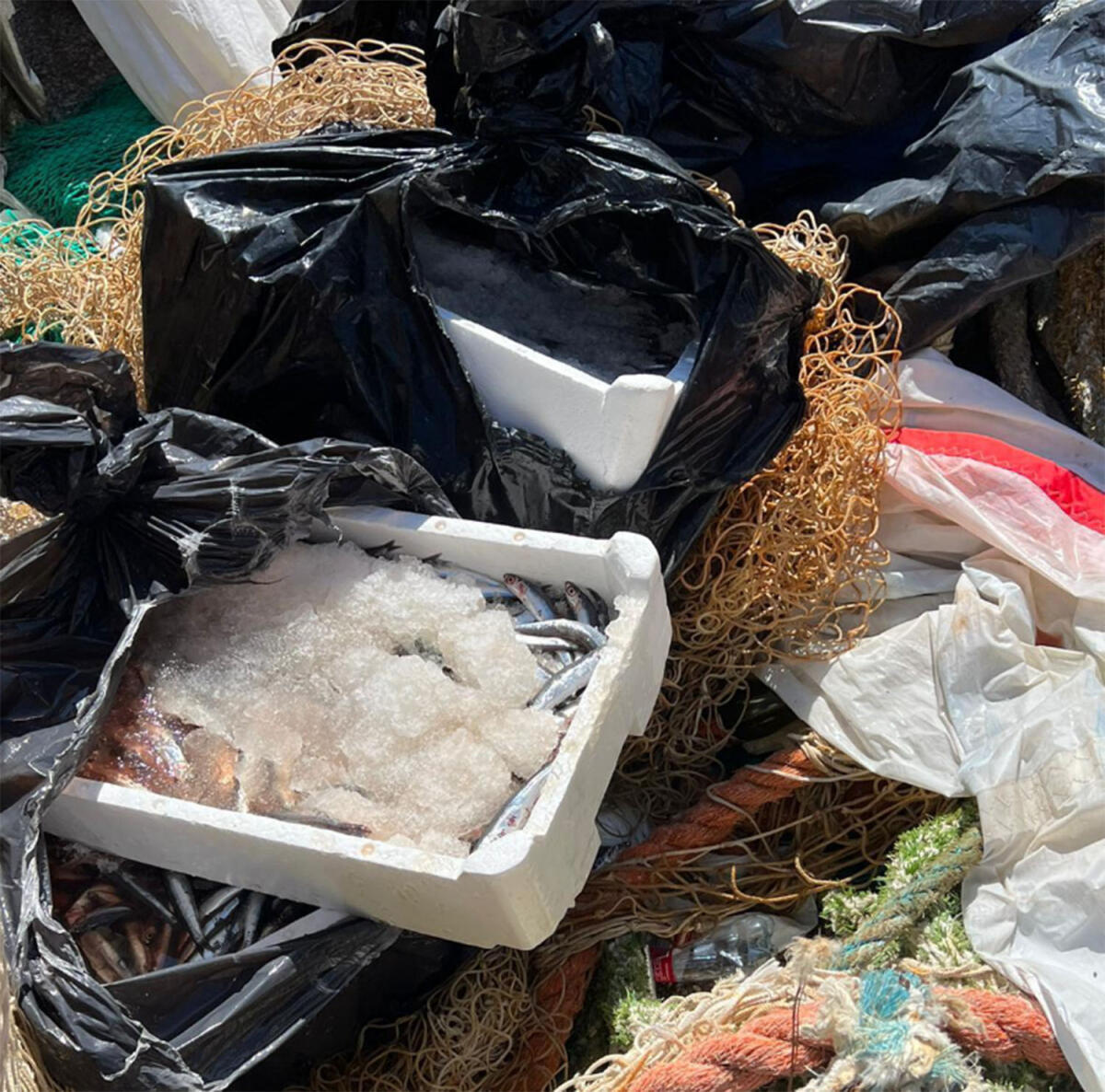 150 chili di prodotto ittico non tracciato sequestrati al porto di Anzio - 