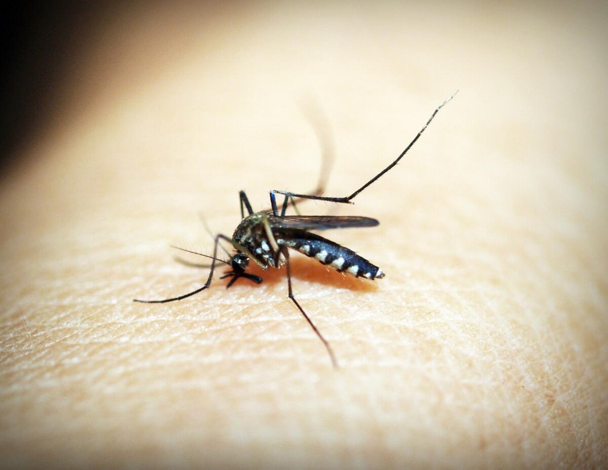 2 CASI DENGUE AD APRILIA, SINDACO EMETTE ORDINANZA PER LA DISINFESTAZIONE - 