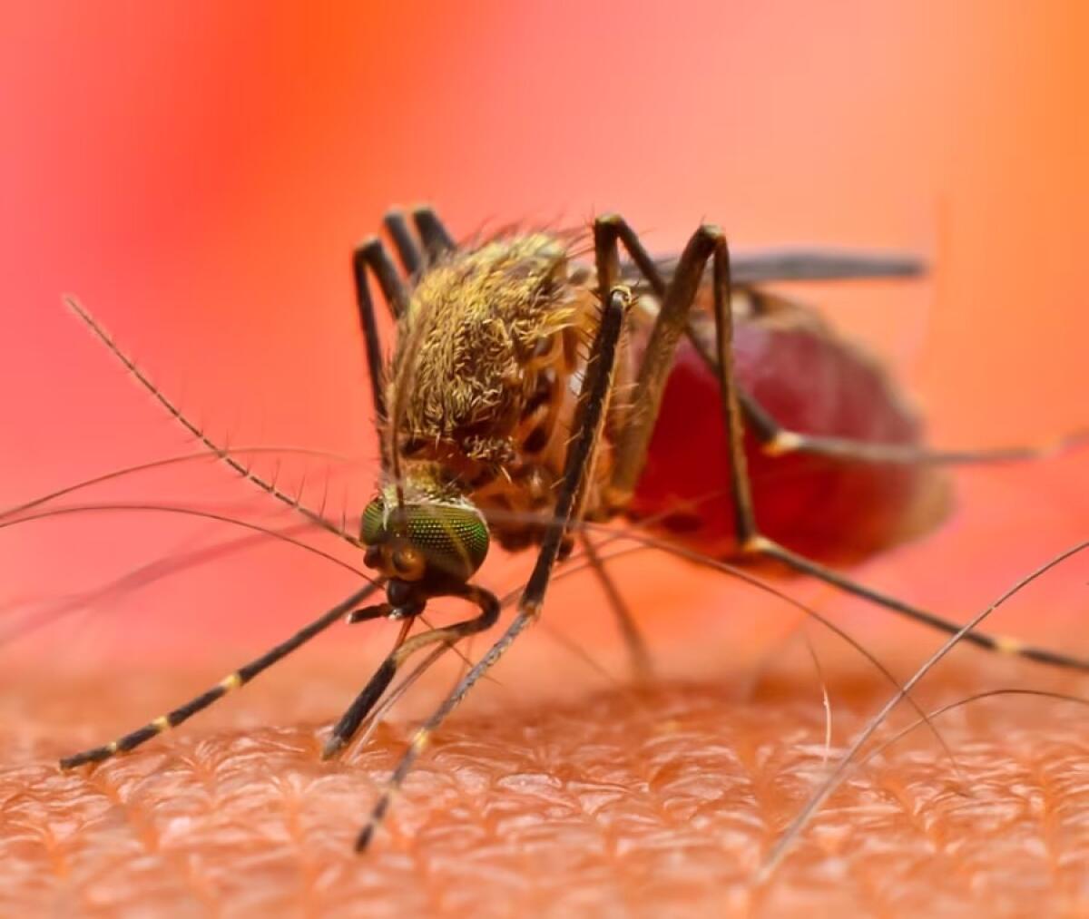 Allerta arbovirosi “Dengue” a Cisterna: il sindaco Mantini emette un’ordinanza in un’area specifica di Borgo Flora. - 