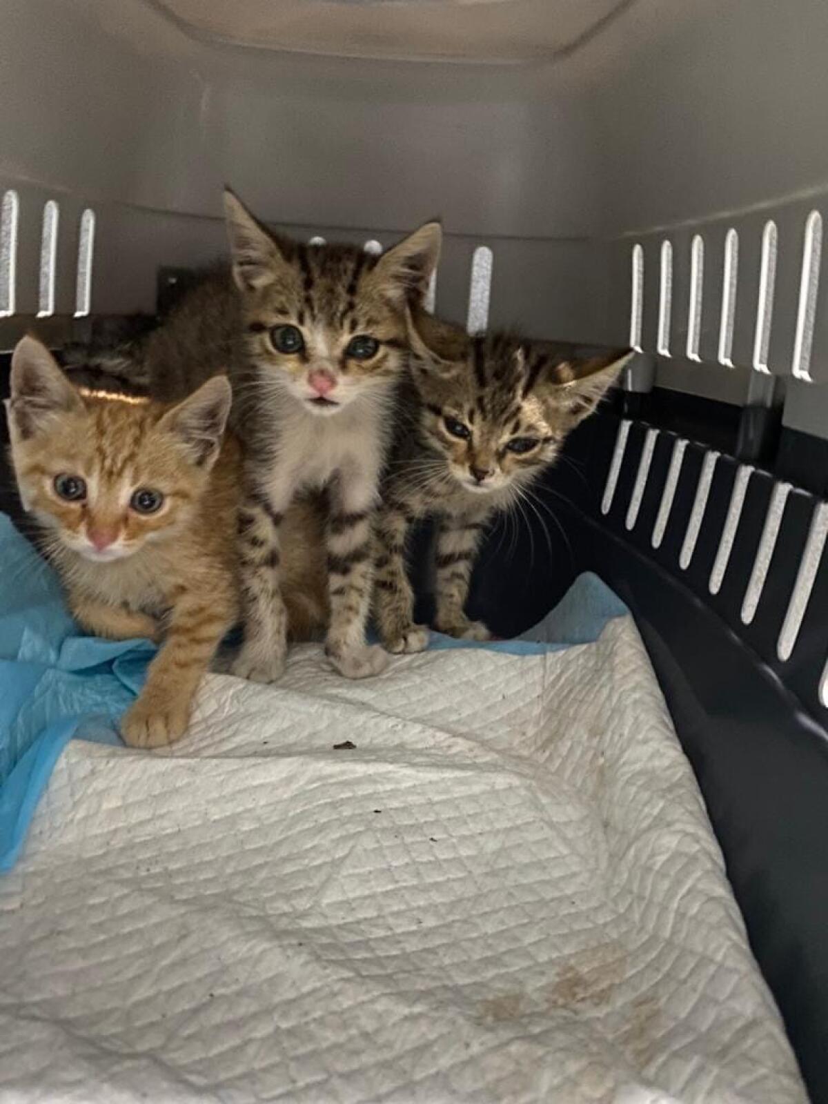 Aprilia - Gattini abbandonati in una discarica, "come immondizia" - 