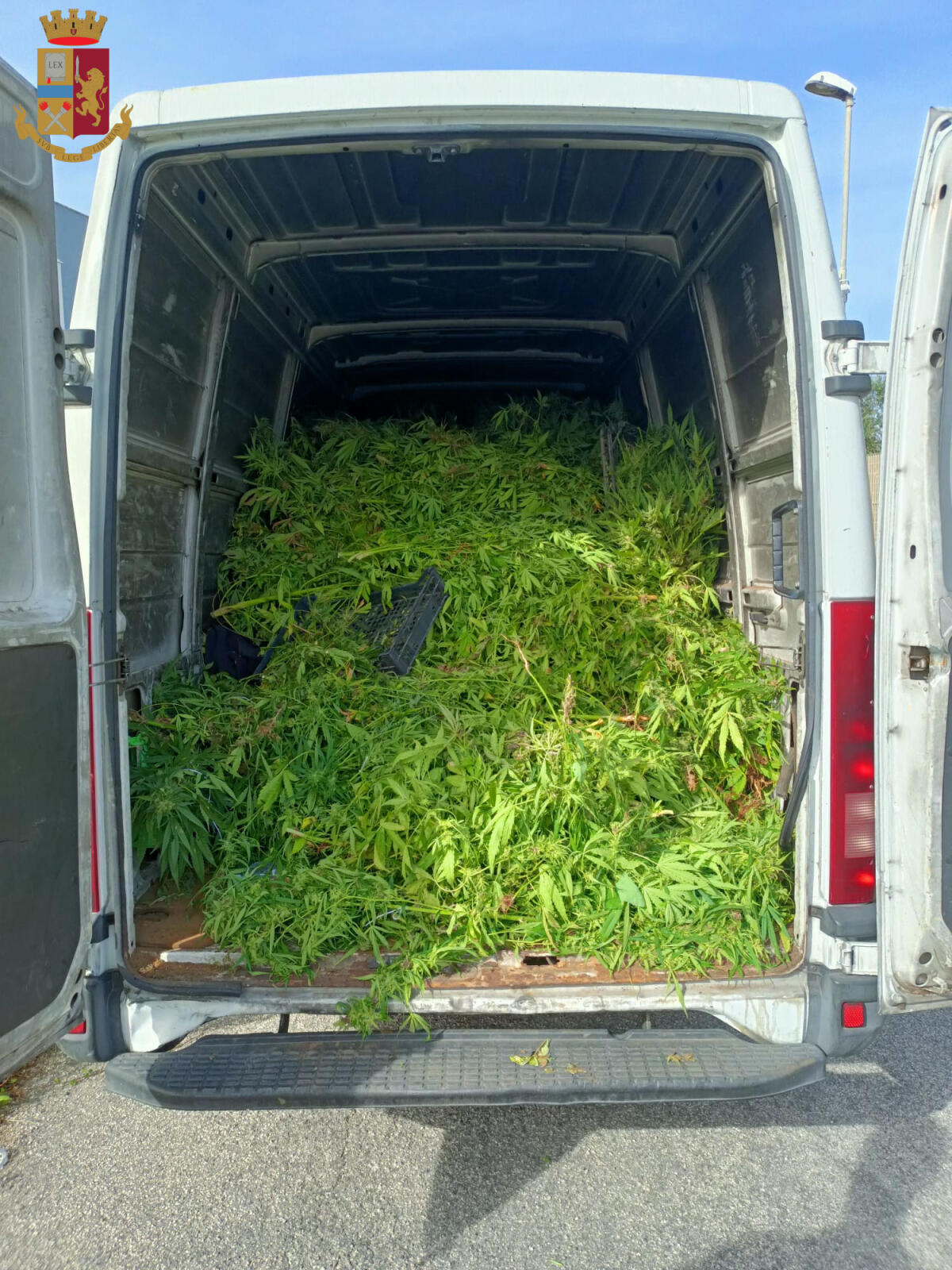 Scoperta un’enorme piantagione di marijuana a Le Ferriere, tra Latina e Nettuno. Quattro arresti e quasi 300 chili di droga sotto sequestro. - 