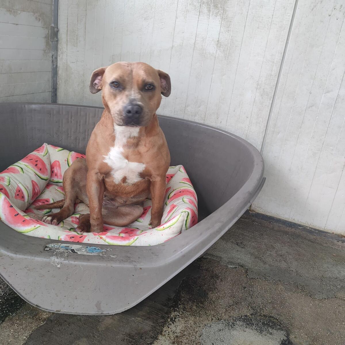 Approvato il capitolato per la gestione del Canile Comunale di Terracina: si procede alla nuova gara. - 