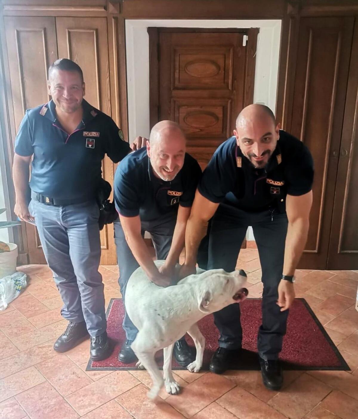 La Polizia mette in salvo un cane che vagava sulla via Appia, a Campino. - 