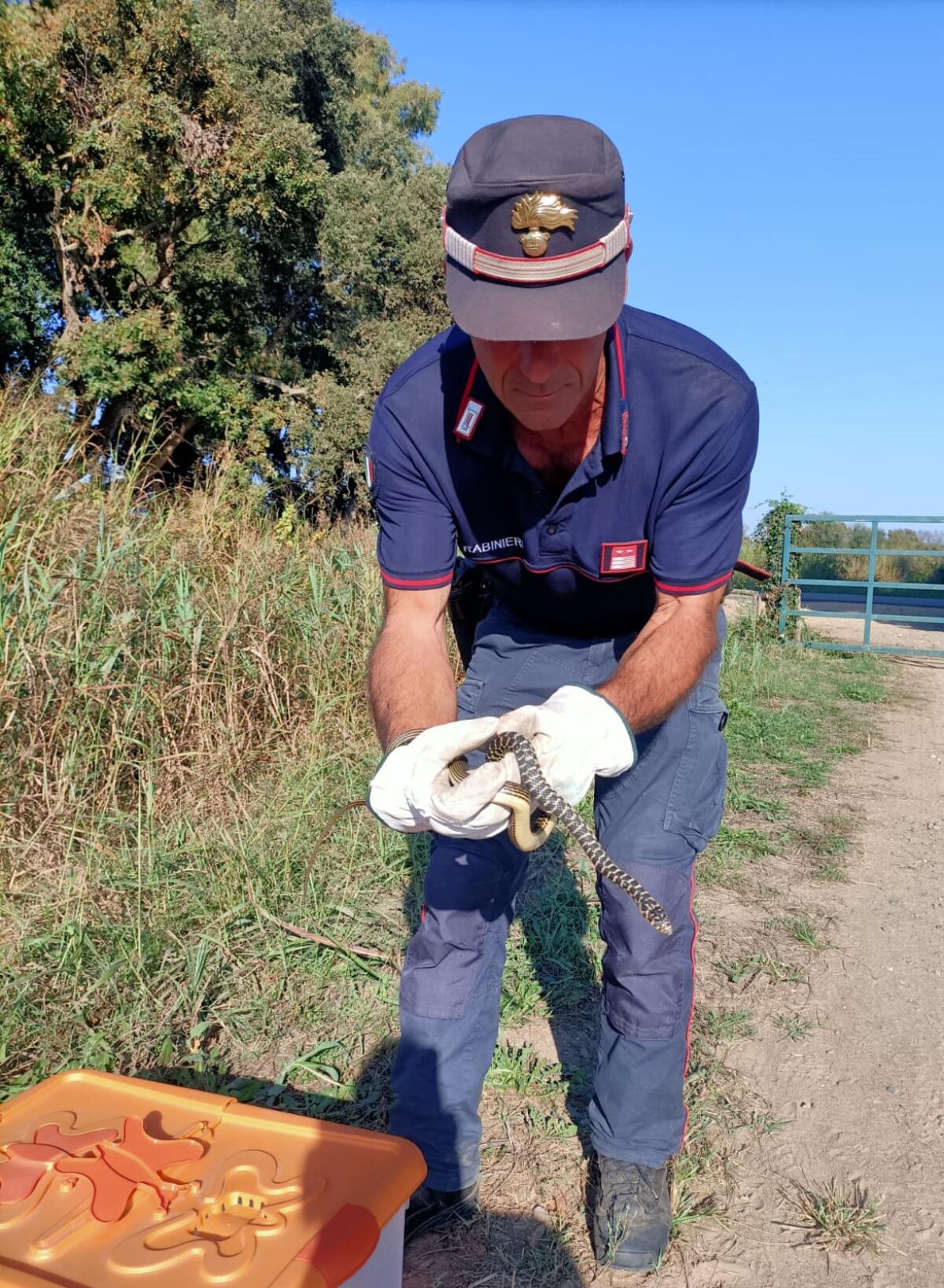 APRILIA - Trova un serpente in casa, nella cassetta elettrica; intervengono i Carabinieri del reparto Biodiversità di Fogliano - 