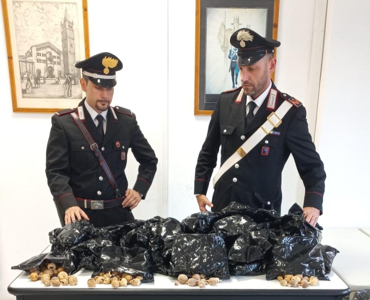 Sorpreso con 16 chili di bulbi di papavero da oppio, arrestato ad Anzio - 