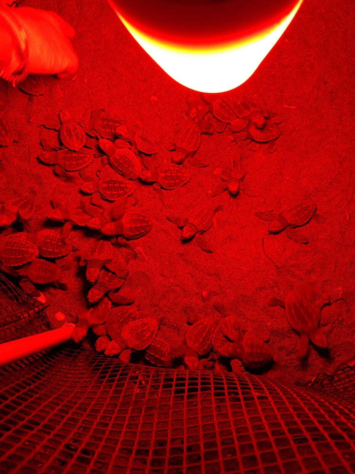 Nascono in anticipo 59 tartarughe sul lungomare di Latina. Attesa per le altre 15 - 