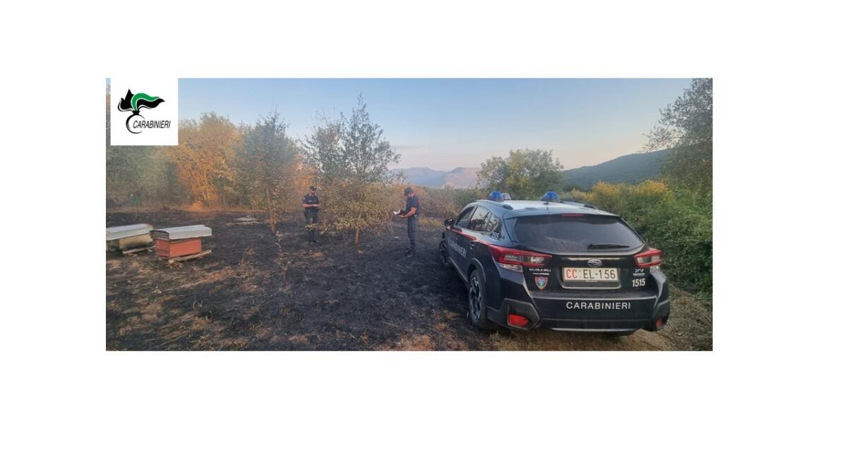 ROCCAGORGA - Appicca il fuoco alle erbacce, all’interno di un uliveto, distrugge un’area di 3mila metri quadri. Denunciata. - 