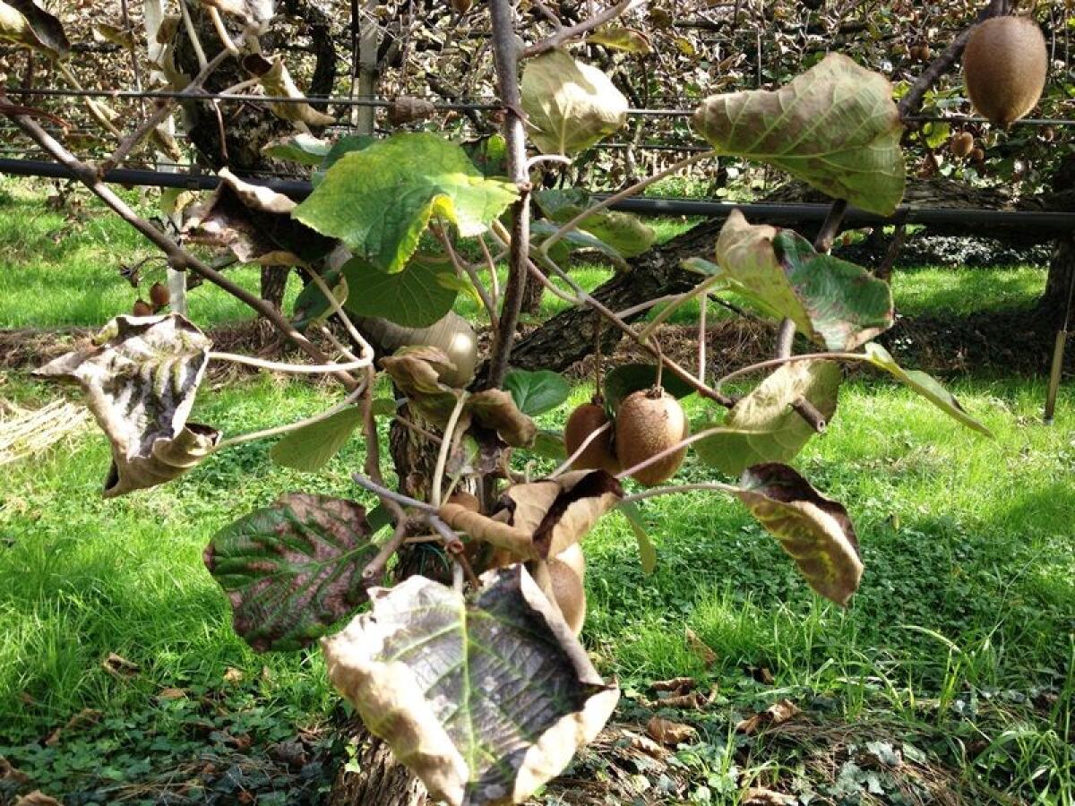 Moria del kiwi, Sermoneta dichiara lo stato di calamità - 