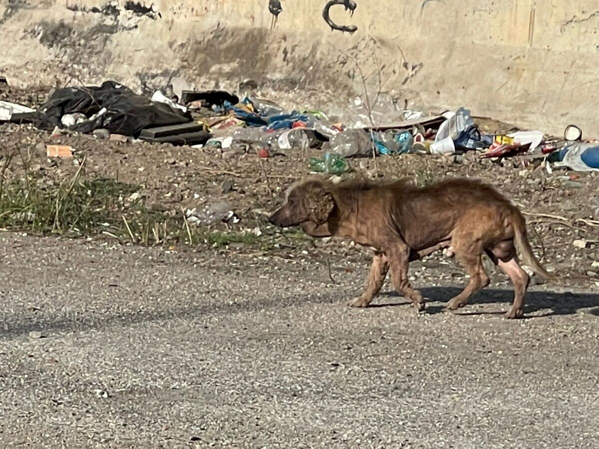 Cura e monitoraggio dei cani vaganti all’interno del campo nomadi di Castel Romano: al lavoro le Guardie Zoofile Ambientali Norsaa Roma. - 