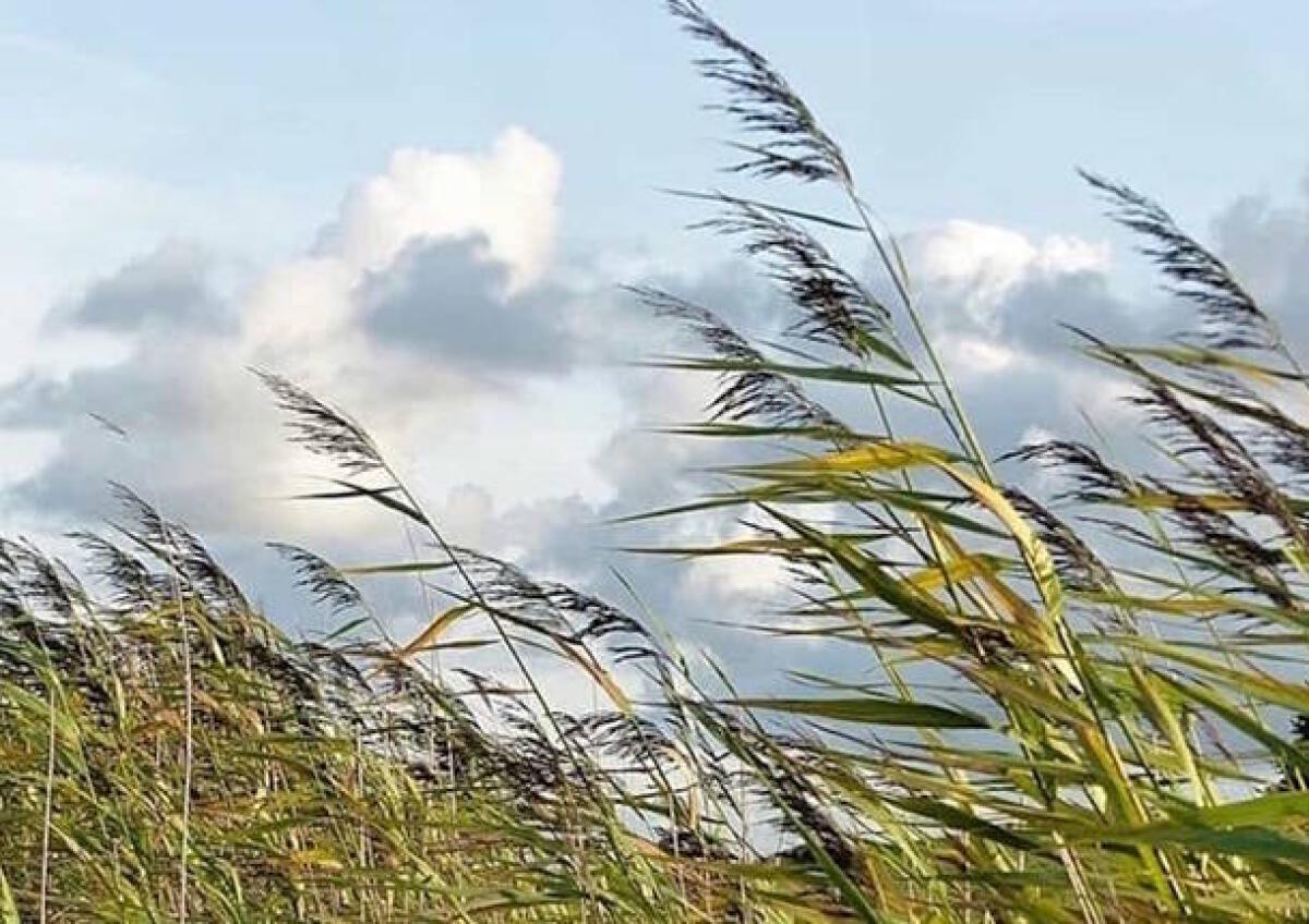 Allerta gialla sul Lazio, questo martedì di nuovo venti forti - 