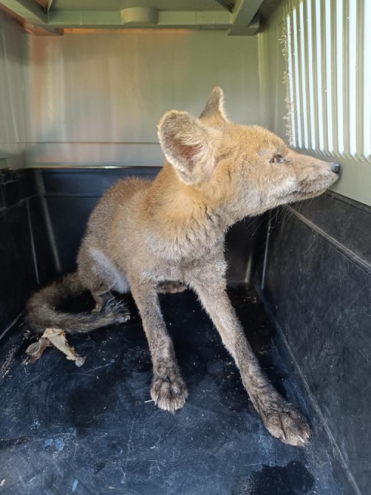 Il Parco dei Castelli Romani salva una giovane volpe in difficoltà - 