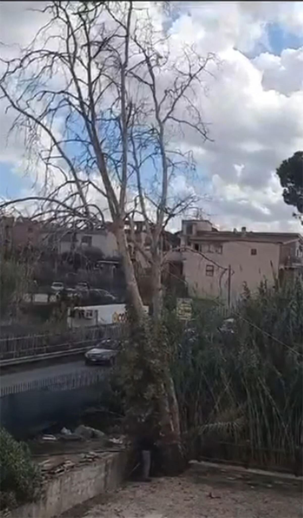 Gli crolla addosso un grosso albero, muore operaio - IL VIDEO DELLA TRAGEDIA - 