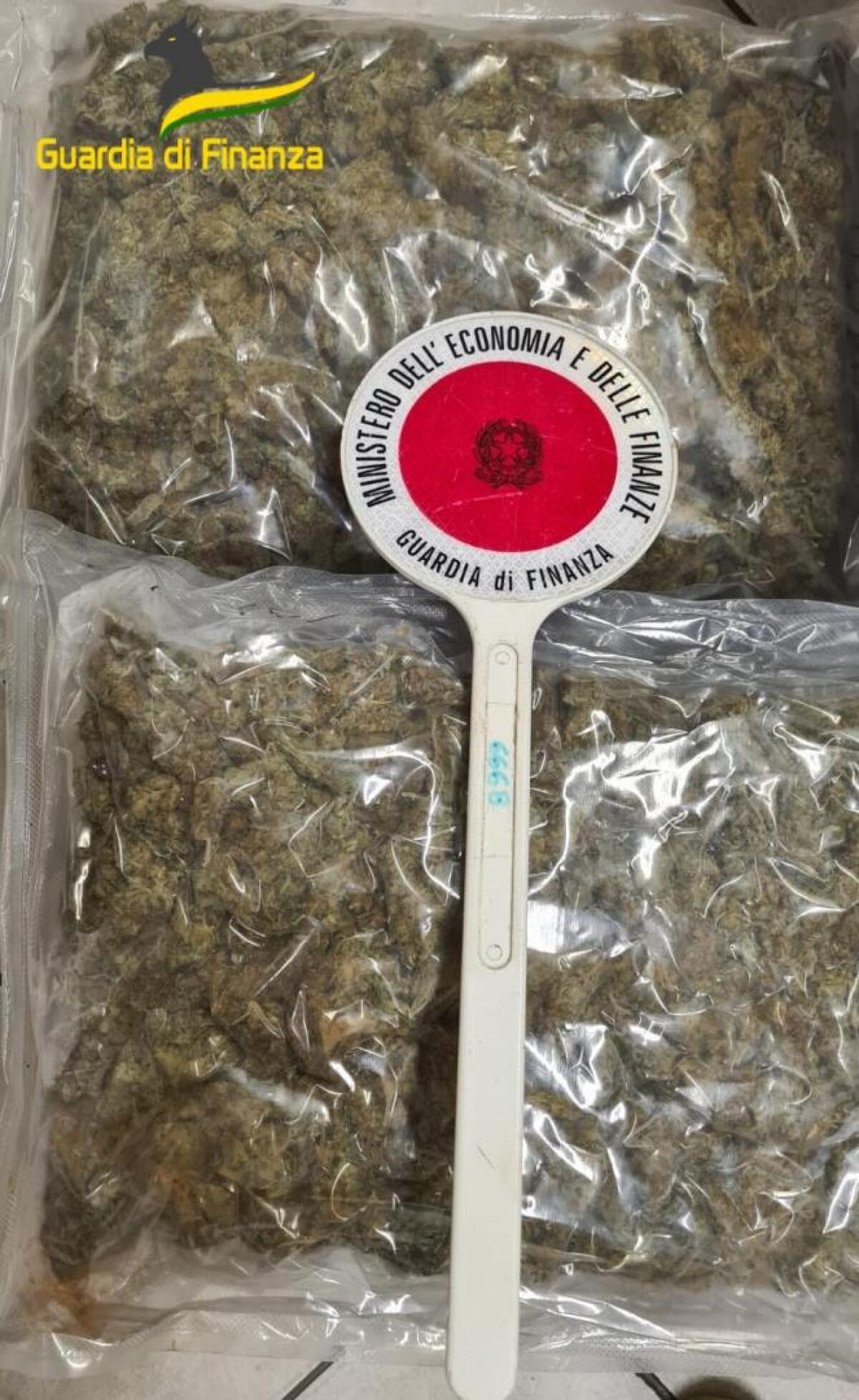 135 CHILI DI MARIJUANA SEQUESTRATI AD APRILIA - 