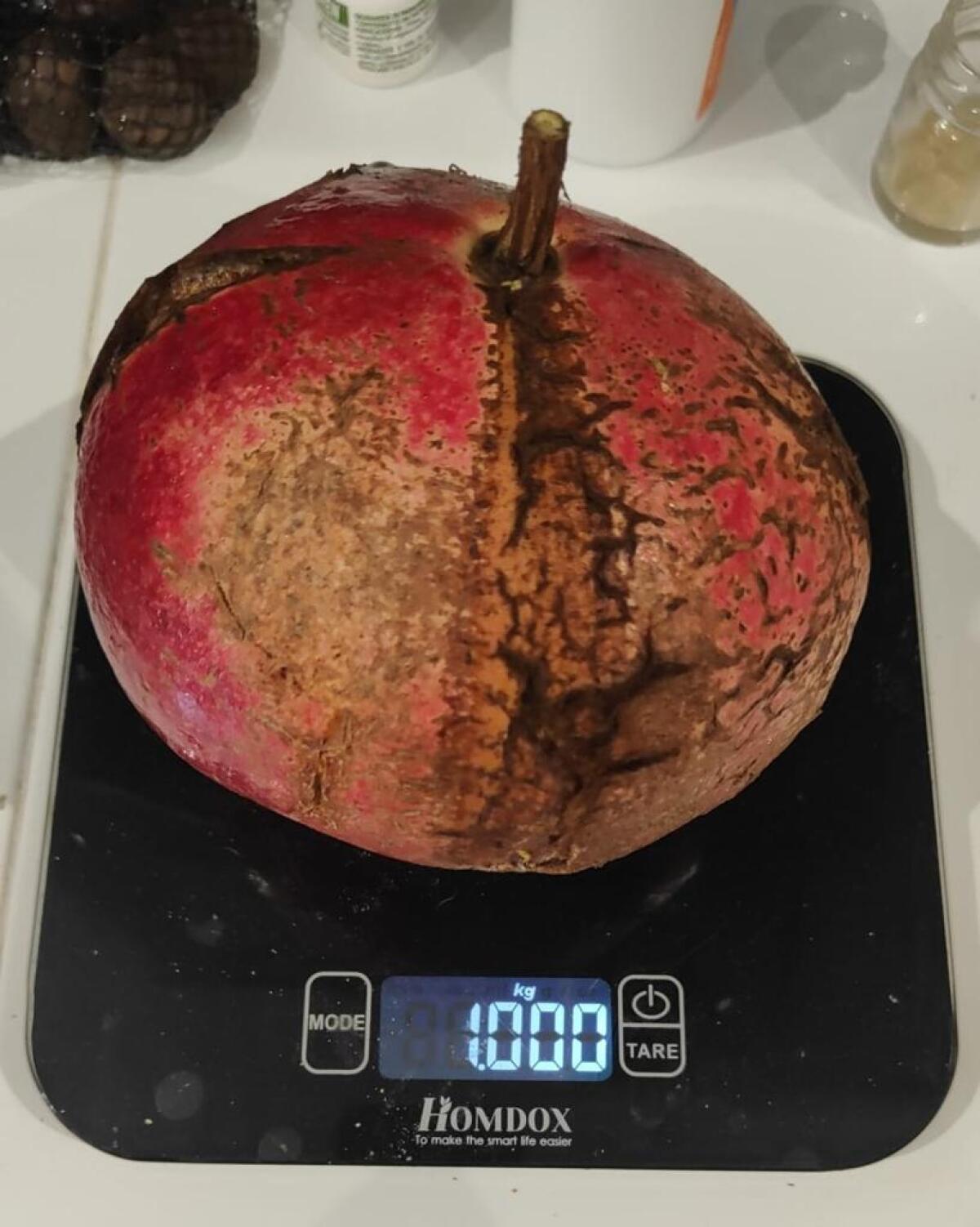 Ad Aprilia raccolta una melagrana da un chilo - 