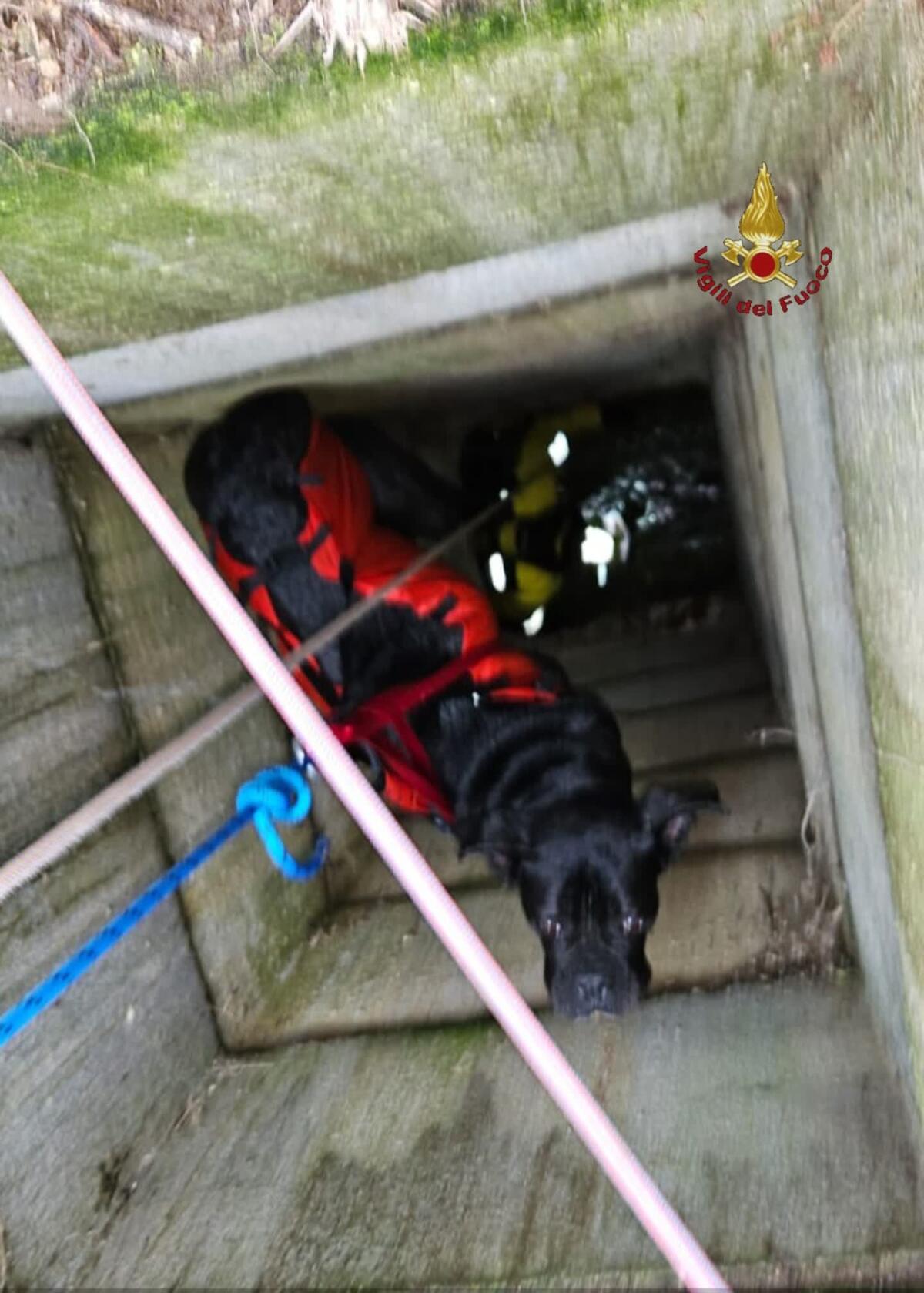 I vigili del fuoco salvano Giacomino caduto nel pozzo: corso di 70 kg riaffidato al padrone - 