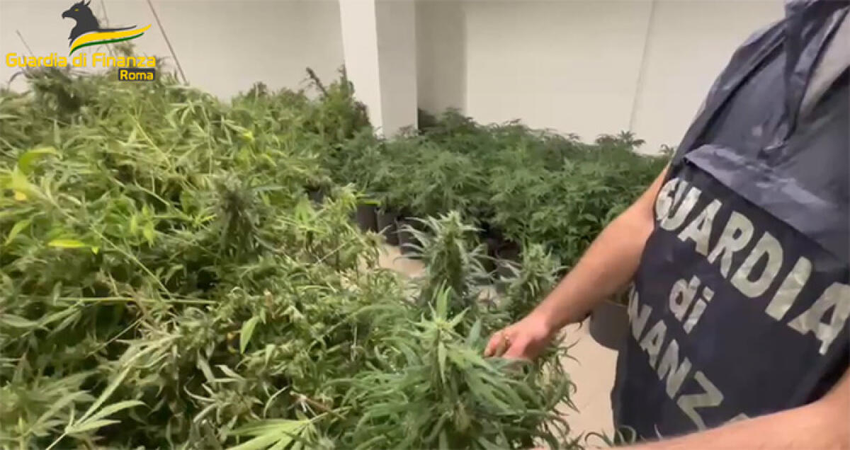 Piantagione di cannabis all’interno di villa di pregio. Operazione della Guardia di Finanza del Comando Provinciale di Roma. - 