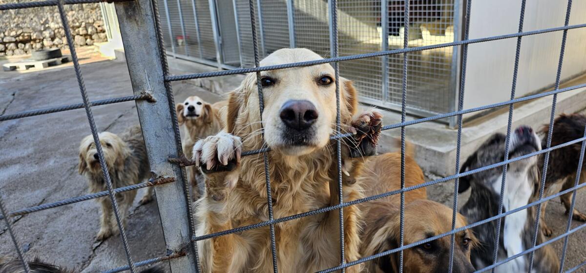 “A Natale regala una famiglia a un amico a 4 zampe”, sul sito del Comune di Terracina una sezione per i cani del canile. - 