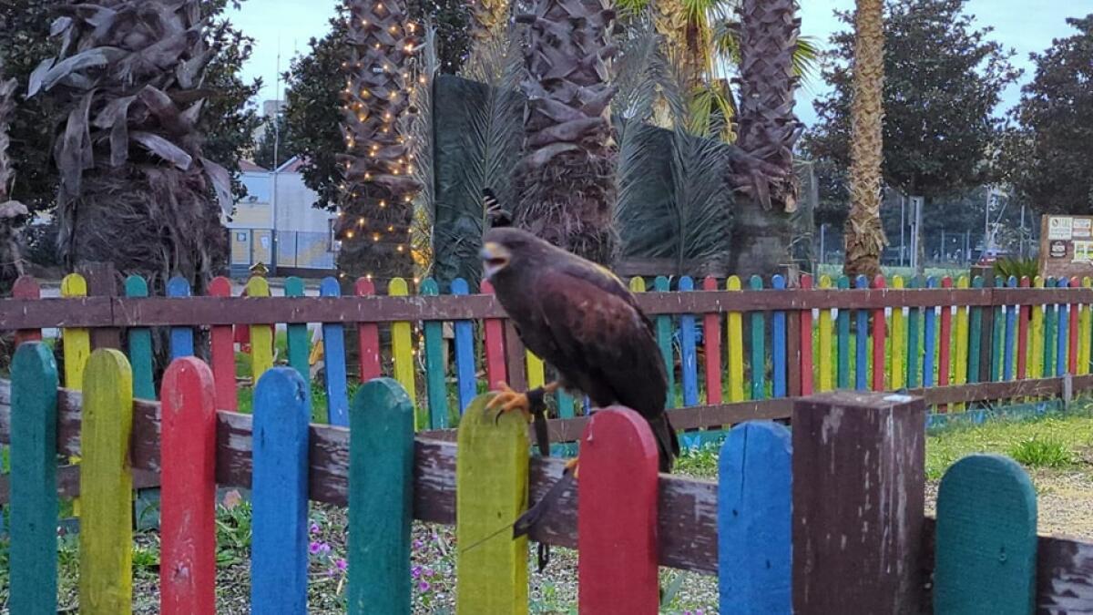 I “Falconieri romani” in azione ad Aprilia per allontanare gli storni dal centro città. Dopo i dissuasori, ieri i primi falchi in volo. - 