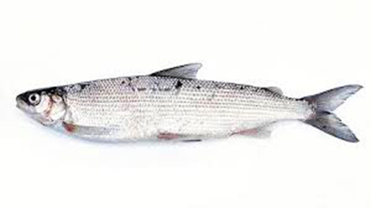 Autorizzata l'immissione del coregone in 5 laghi del Lazio: c'è anche quello di Nemi - 