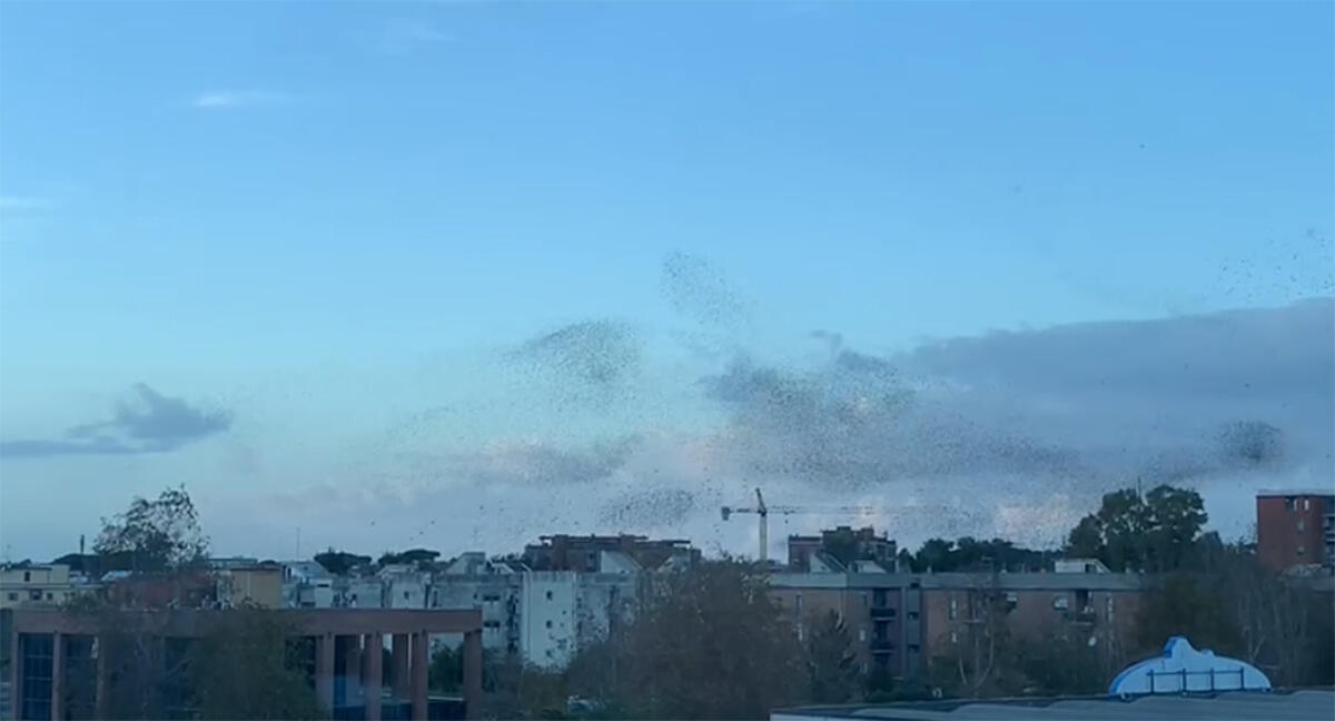 Massiccia presenza di storni ad Aprilia nel quartiere Agroverde: è allarme per igiene e sicurezza VIDEO - 