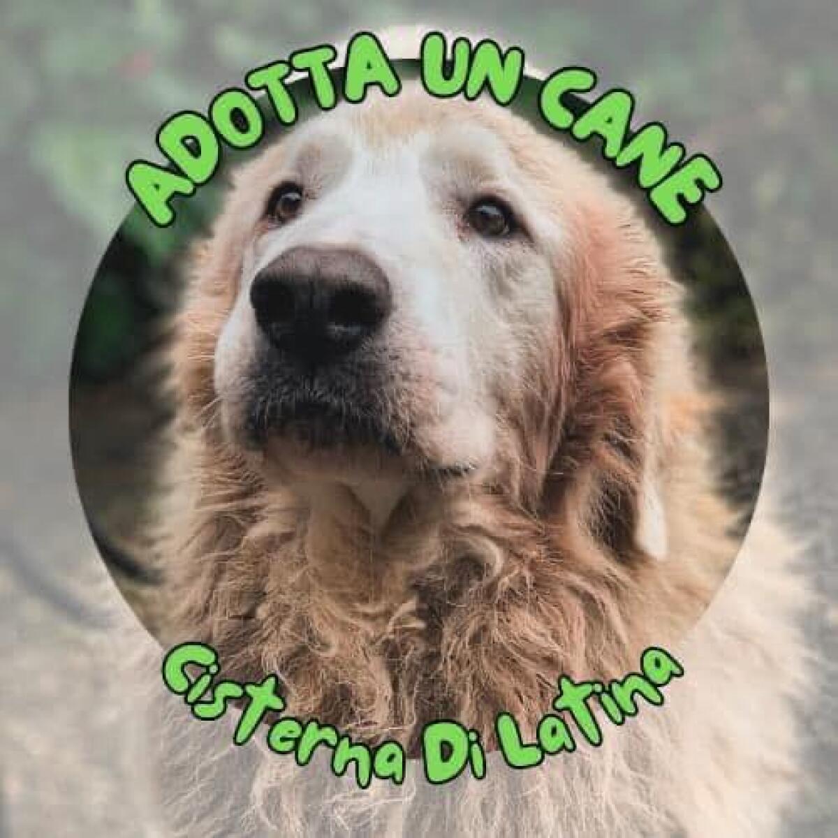 Per Natale adotta un cane - 