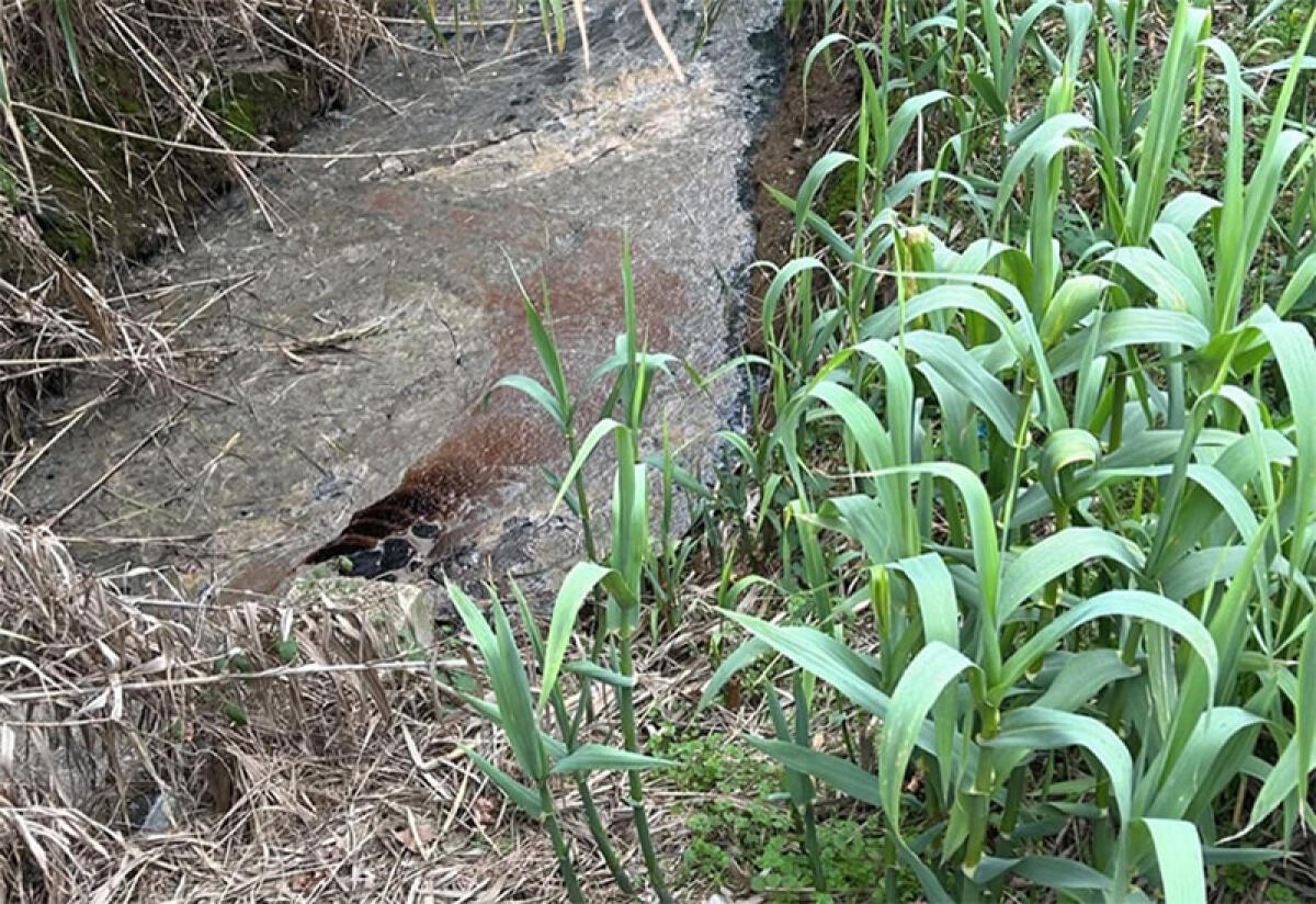 Nuovi sversamenti illeciti nel fosso Carrocetello di Aprilia: sopralluogo dei Carabinieri del Corpo Forestale e della Polizia Locale. - 