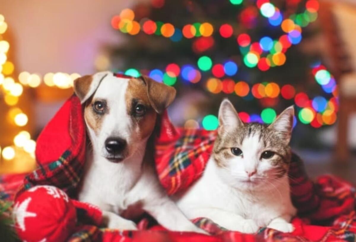 “Dona una pappa a Natale”: l’associazione “Amici del Cane” di Latina avvia una raccolta per gli ospiti del canile della Chiesuola. - 