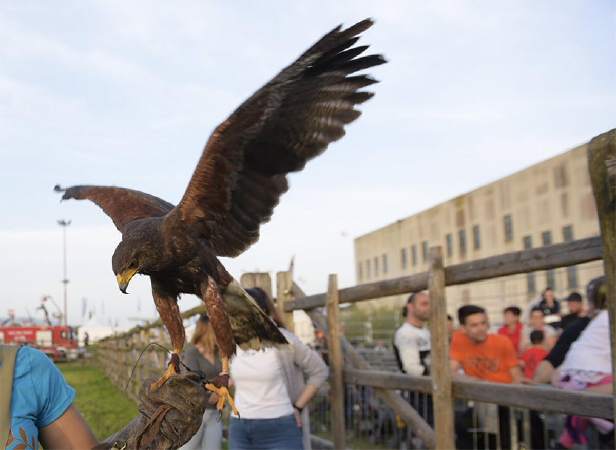 L'assessore Marchitti: "Falconieri in azione per risolvere il problema dell’invasione degli stormi nei quartieri Agroverde e Toscanini ad Aprilia". - 
