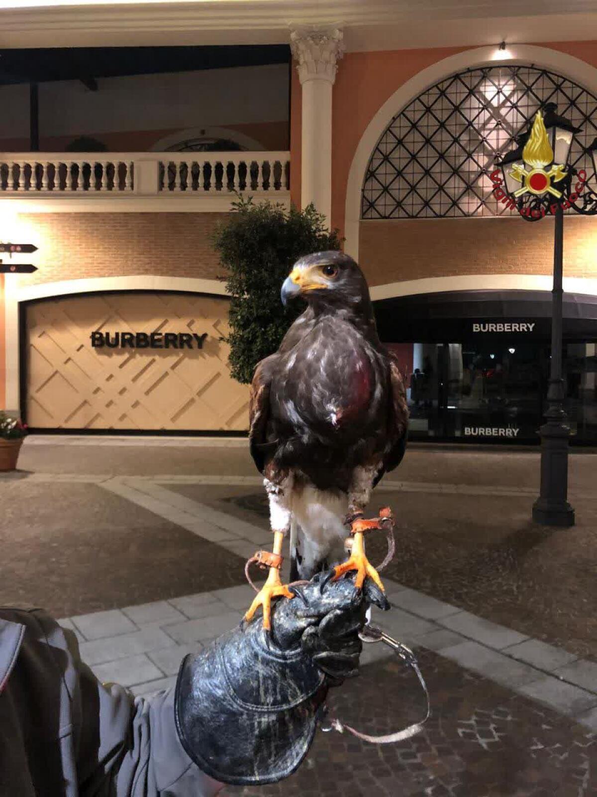 Falco impigliato ad una rete  all’interno dell’Outlet di Castel Romano: salvato dai vigili del fuoco. - 