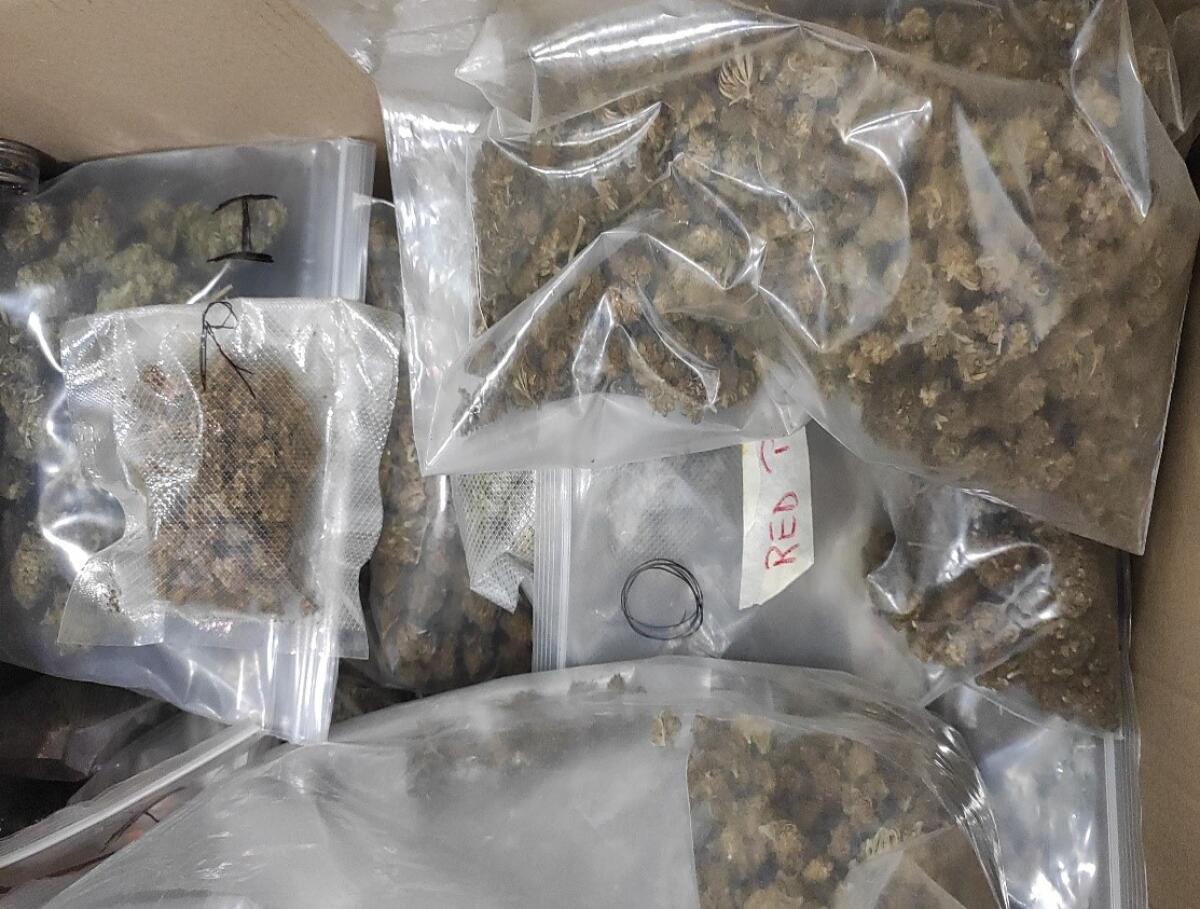 Controlli sui "Canapa shop", sequestrati 70 chili di canapa indiana sativa non conforme - 