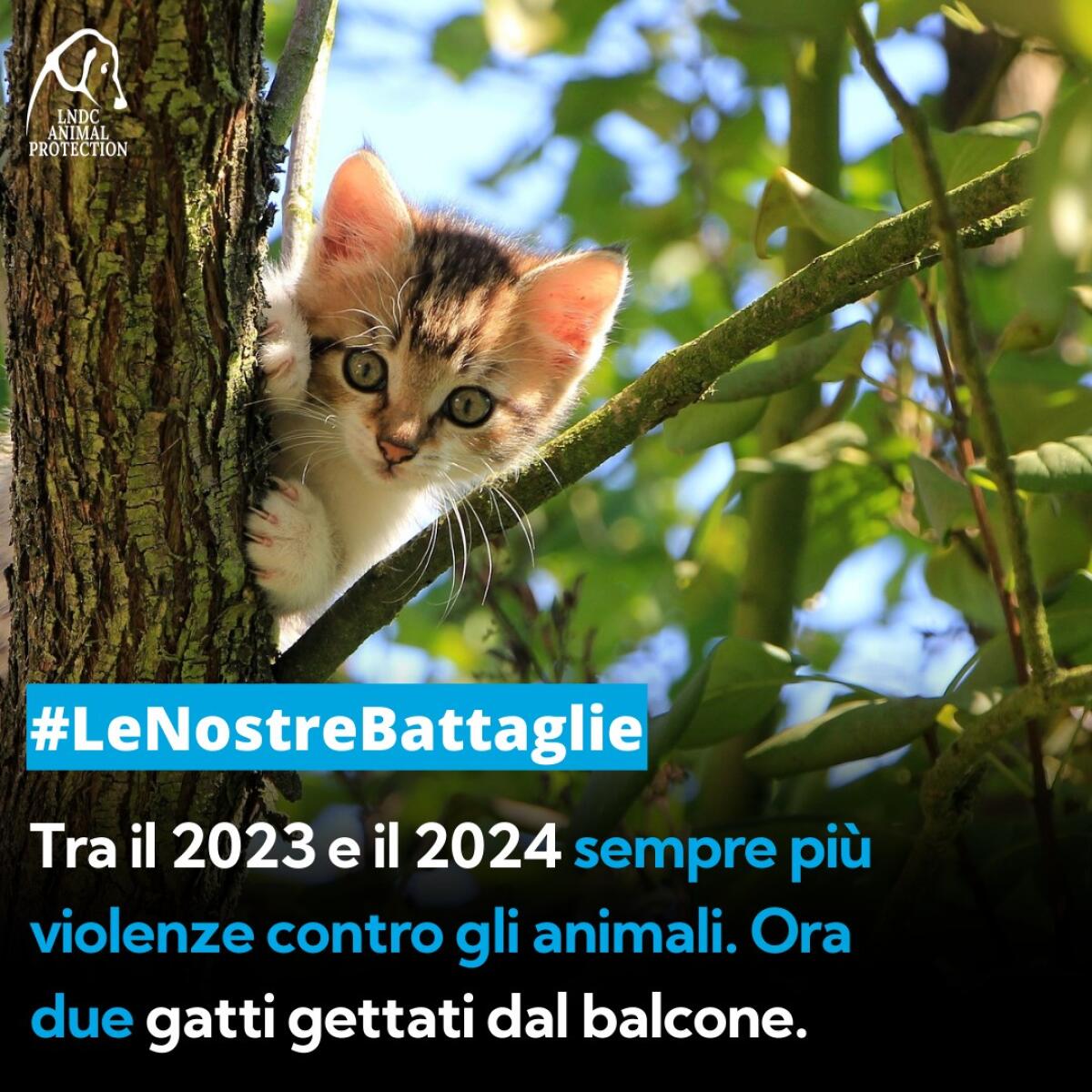 Aprilia: "Gatto lanciato da un palazzo e ucciso, non è la prima volta" - 
