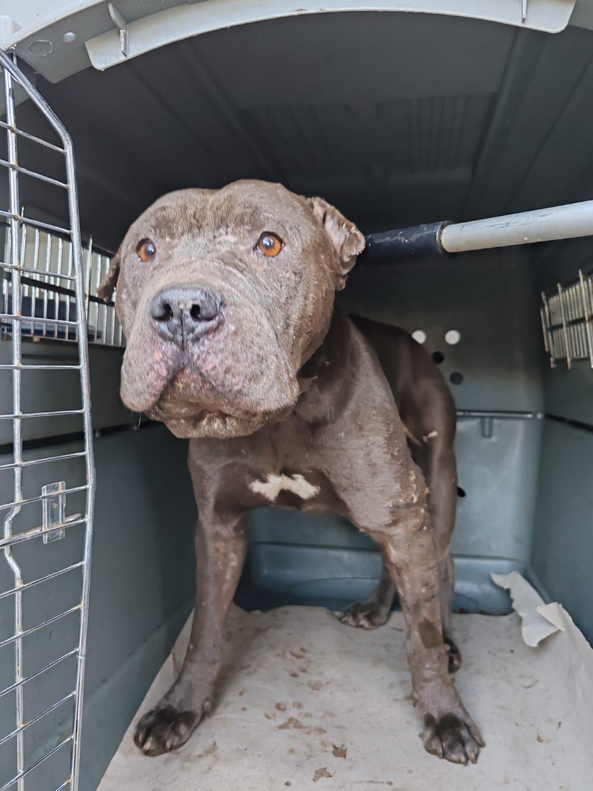 Cani usati per i combattimenti ad Aprilia, ora sono in salvo - 