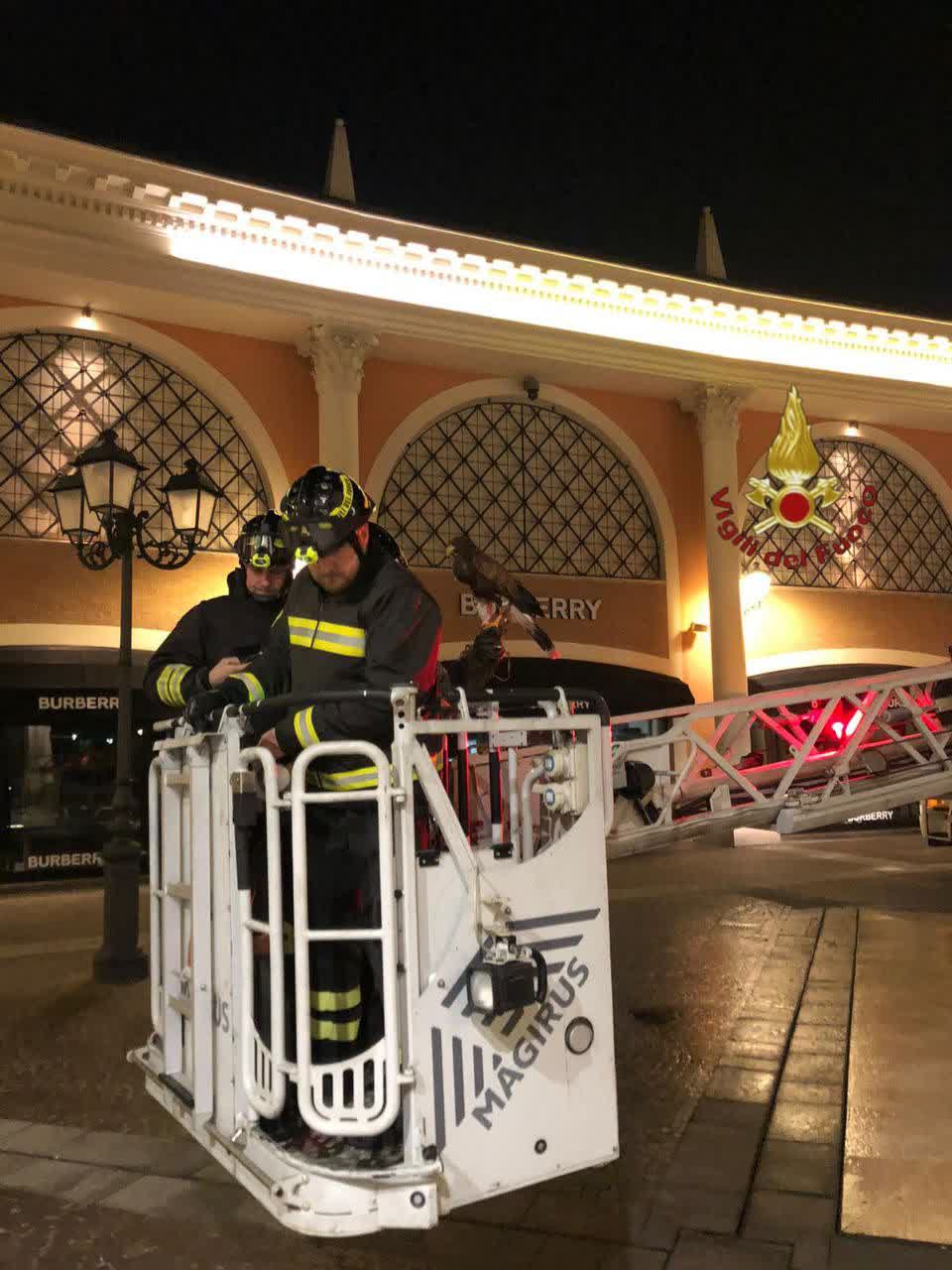 il falco recuperato dai vigili del fuoco all'Outlet di Castel Romano