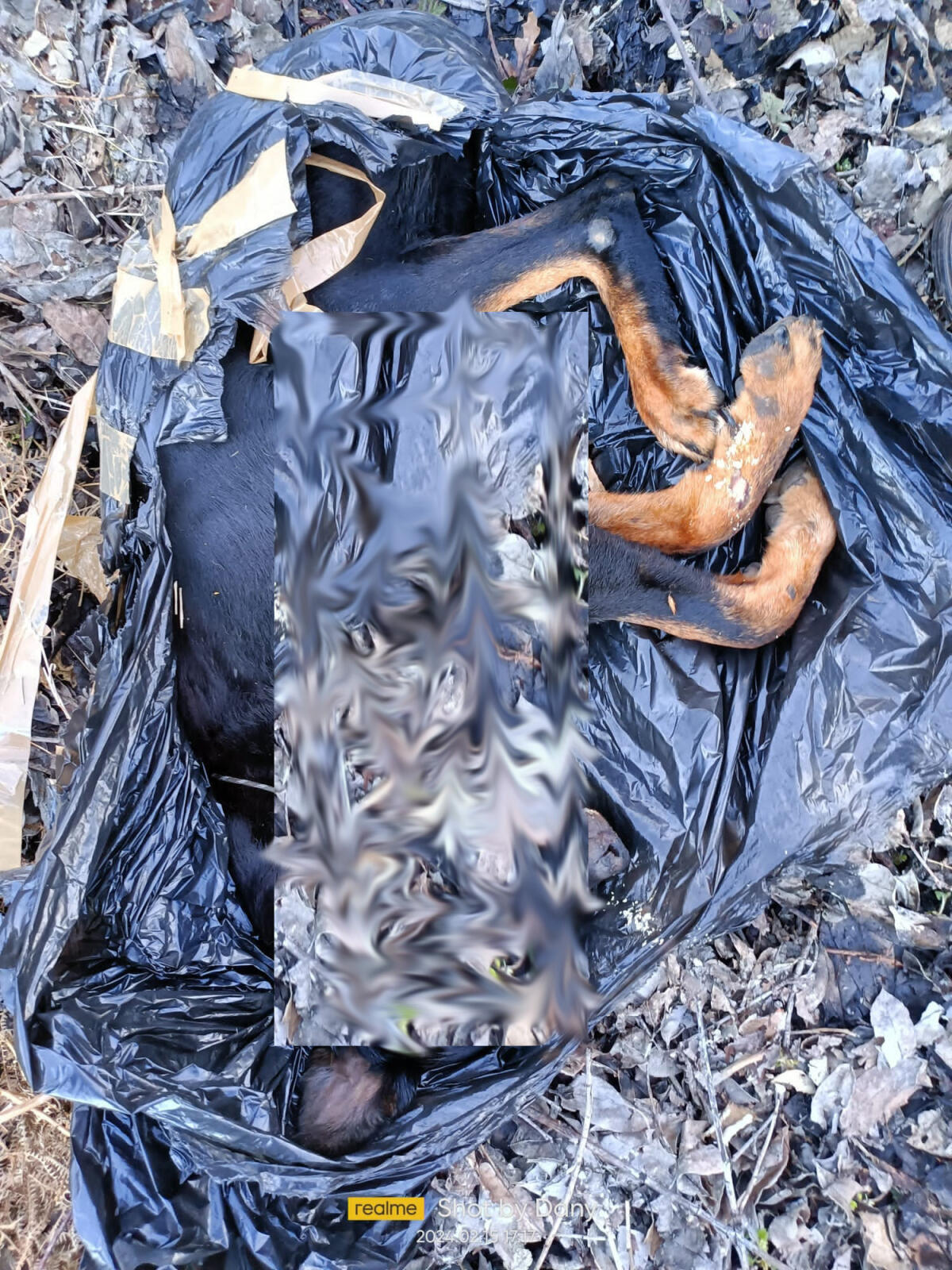 Cane ucciso e chiuso in un sacco nero, "Abbandonato in strada senza scrupoli" - 