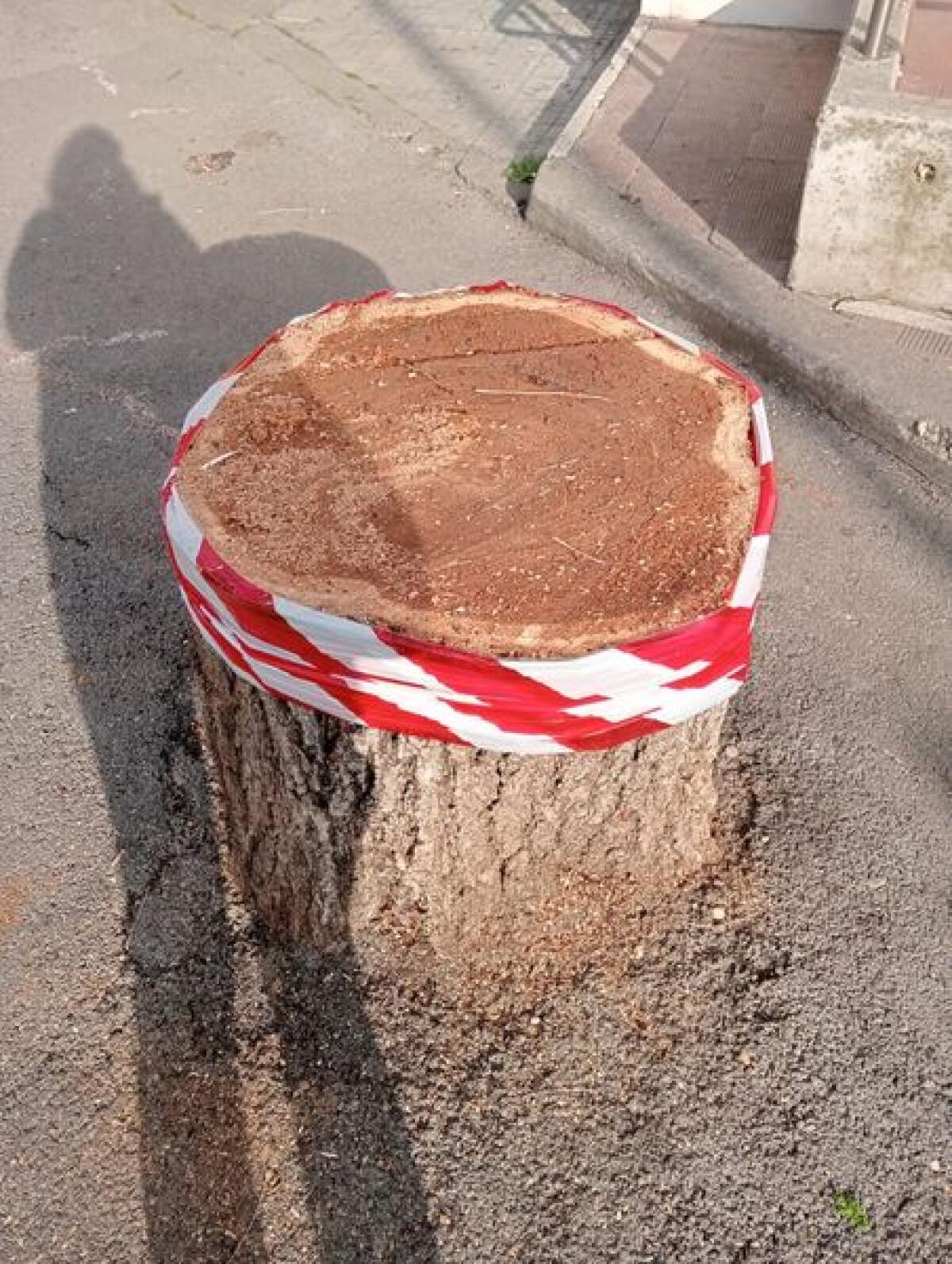 Abbattimento degli alberi in via delle Mura, a Velletri, Europa Verde: “l’amministrazione con poche idee e ben confuse”. - 