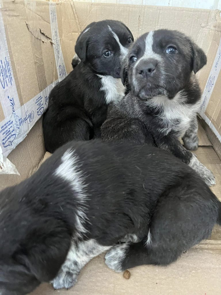 I cuccioli abbandonati a Genzano