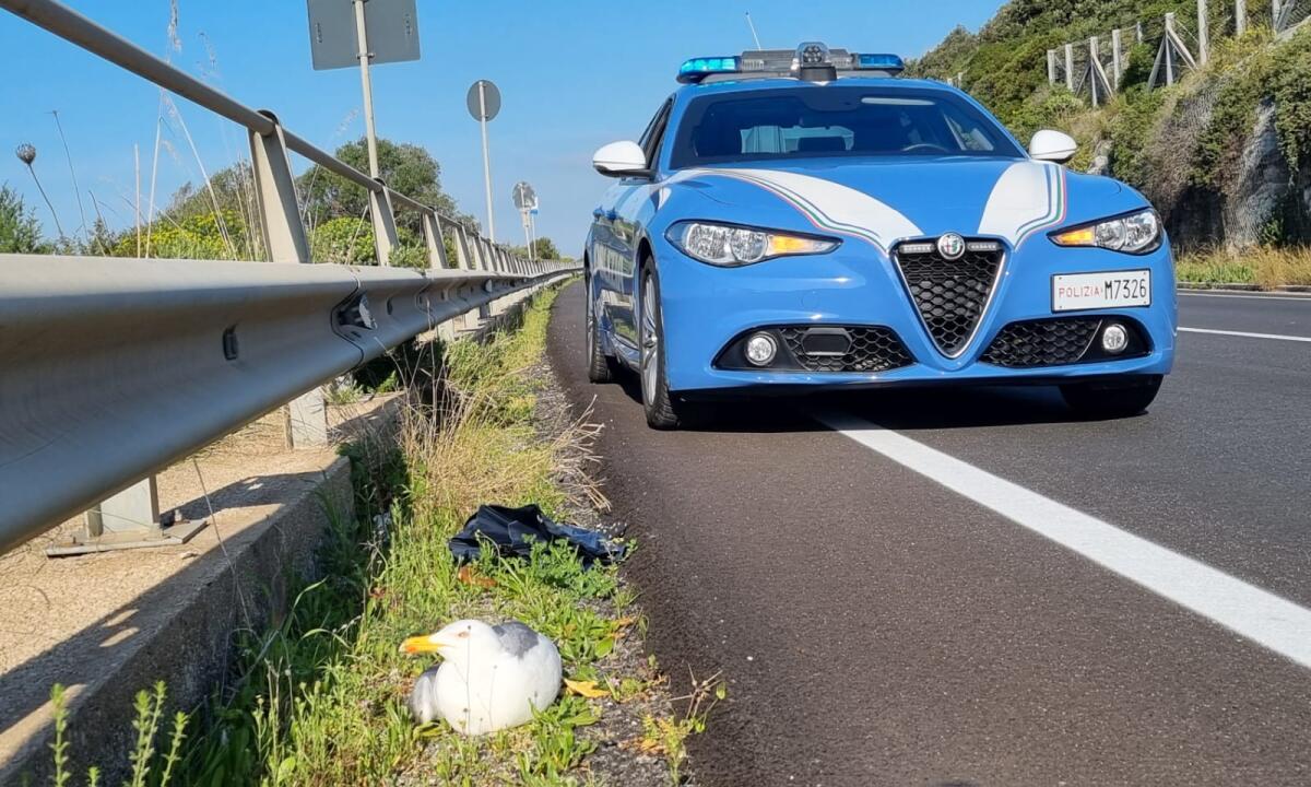 La polizia di Gaeta salva un gabbiano ferito - 