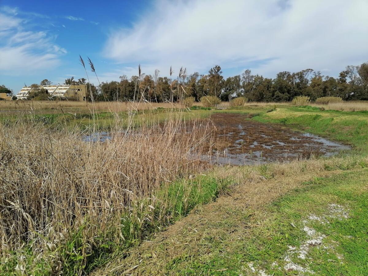 L’impianto di fitodepurazione di via Massaro a Latina torna in funzione - 