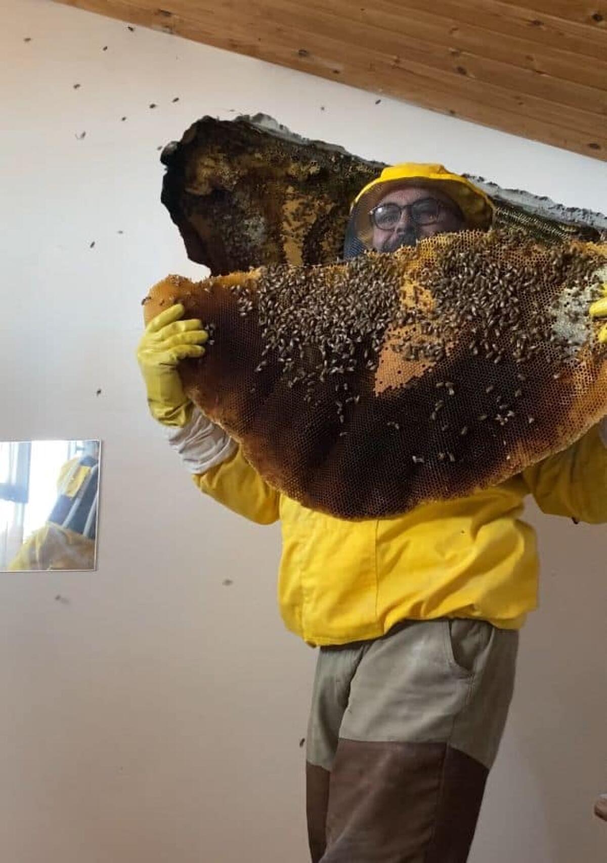 Oltre 100mila api nell'intercapedine di un'abitazione ad Ardea: salve e messe in sicurezza - 