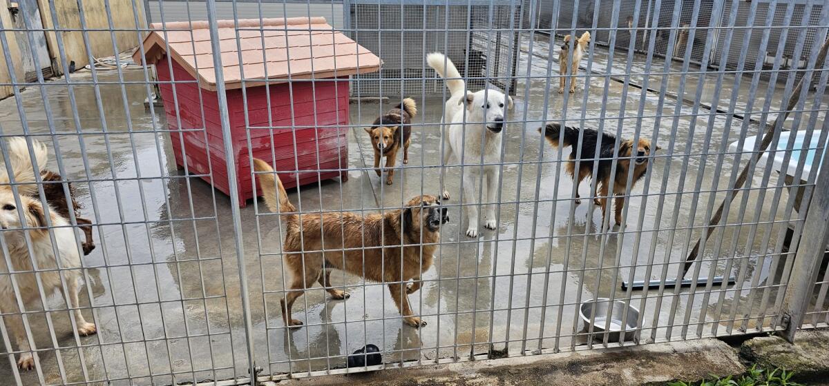 Terracina - Donati gli antiparassitari al canile comunale - 