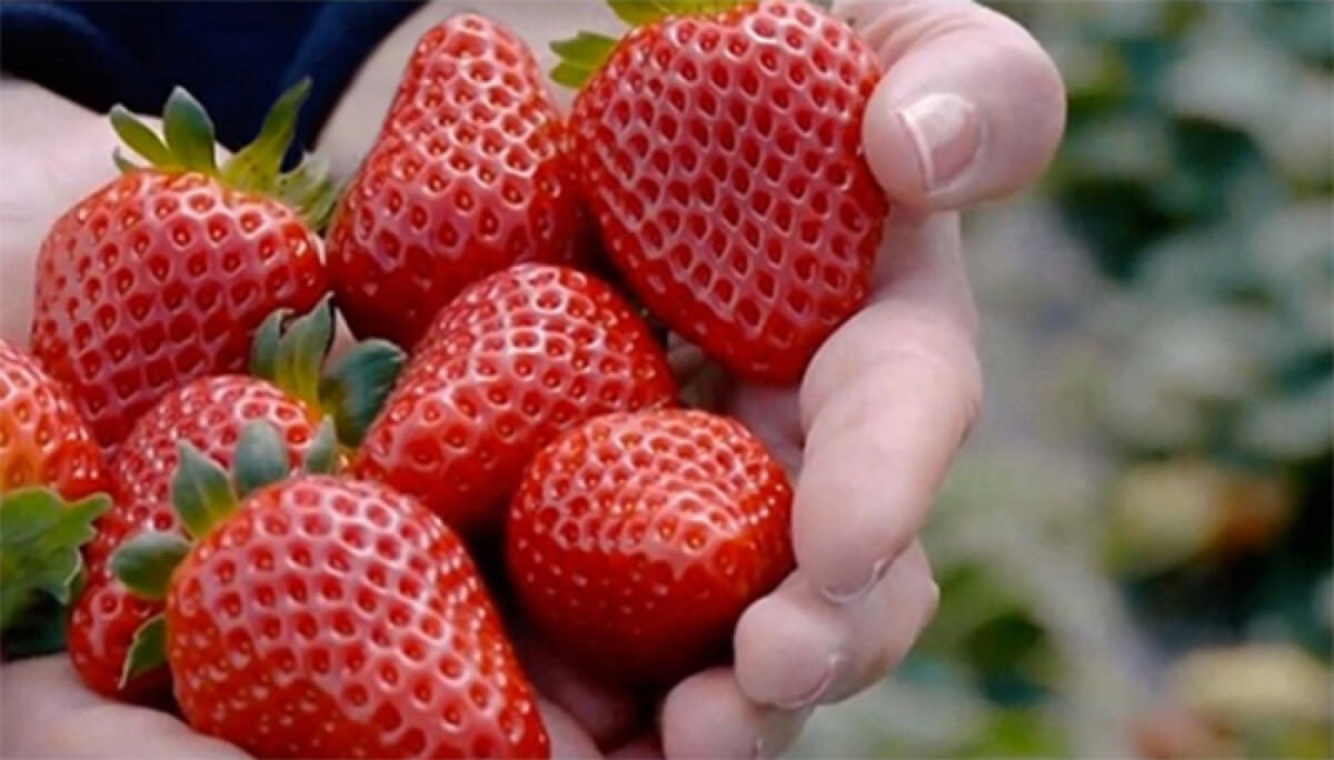 A Scanzano Jonico si celebrano le fragole della Basilicata. - 