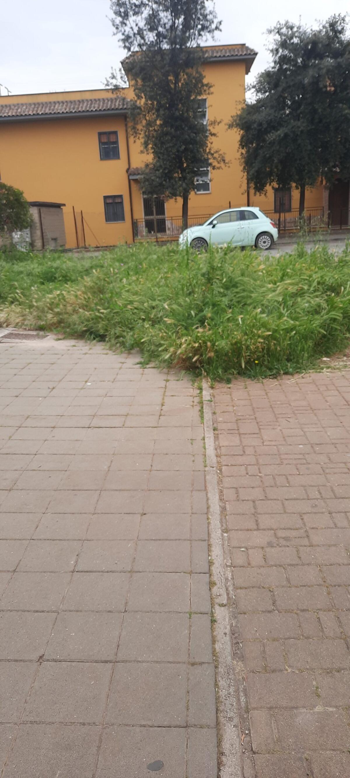 Filippo Treiani (Aprilia.Bene comune): “verde pubblico abbandonato, erbaalta e rischi. E’ ora di muoversi.” - 