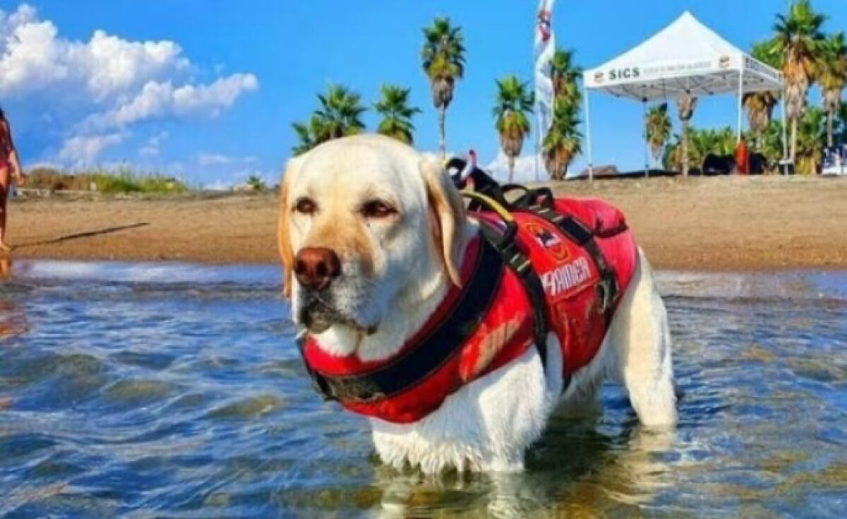 Addio al cane-bagnino Mira: salvò 8 bambini a Sperlonga - 