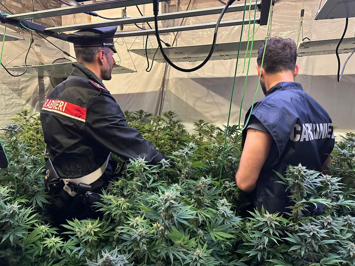 Scoperta una maxi piantagione di cannabis nella zona di Santa Palomba, a Pomezia. 800 chili di stupefacente sotto sequestro. VIDEO - 