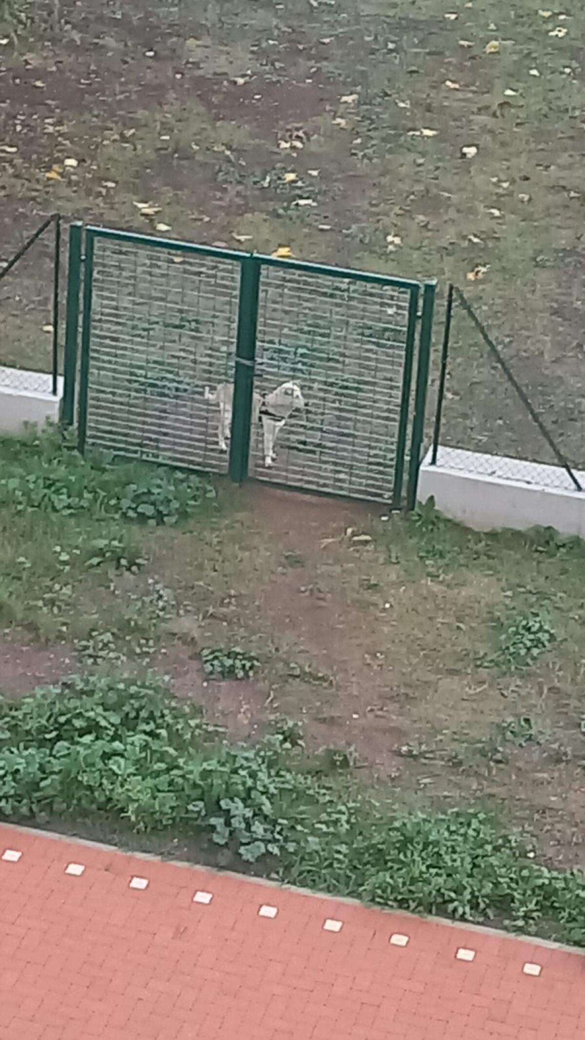 APRILIA - Il parco tra via Scarlatti e via Pergolesi è terra di nessuno, i cittadini: "Spaccio, immondizia e un'area cani forse abusiva. Chiediamo interventi immediati" - 