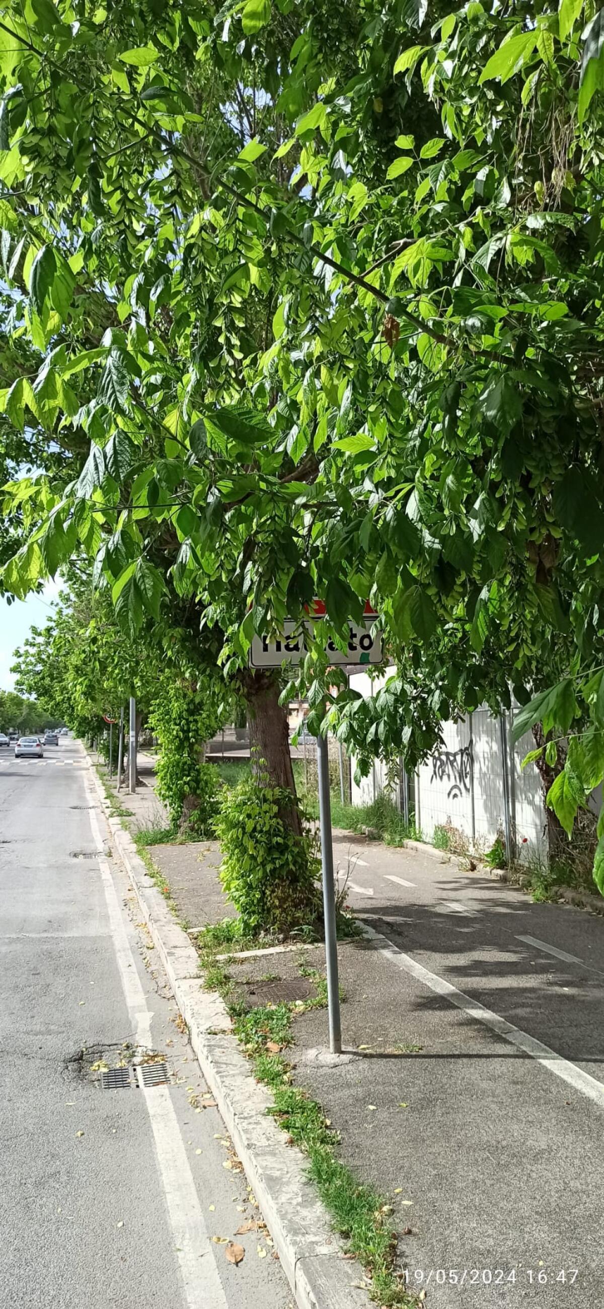 Aprilia - Ragusa (M5S): "Segnaletica occultata, rischio sicurezza?" - 