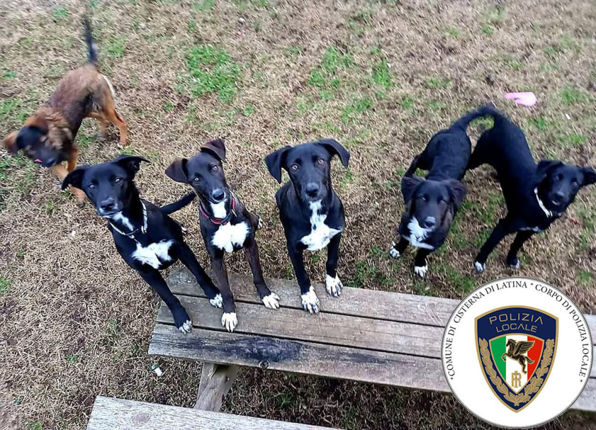 Aveva abbandonato per strada al freddo, a Cisterna, 6 cuccioli di cane: rintracciato dalla Polizia Locale e denunciato. - 